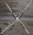 0921-1454 NT Kakadu spider (9212854)